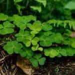 Lucky Irish clovers.