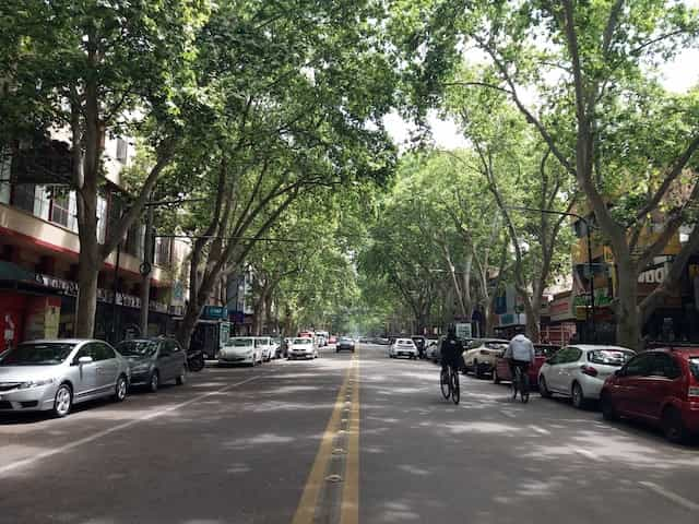 A bicyclist rides in a tree-lined street in Mendoza, Argentina.