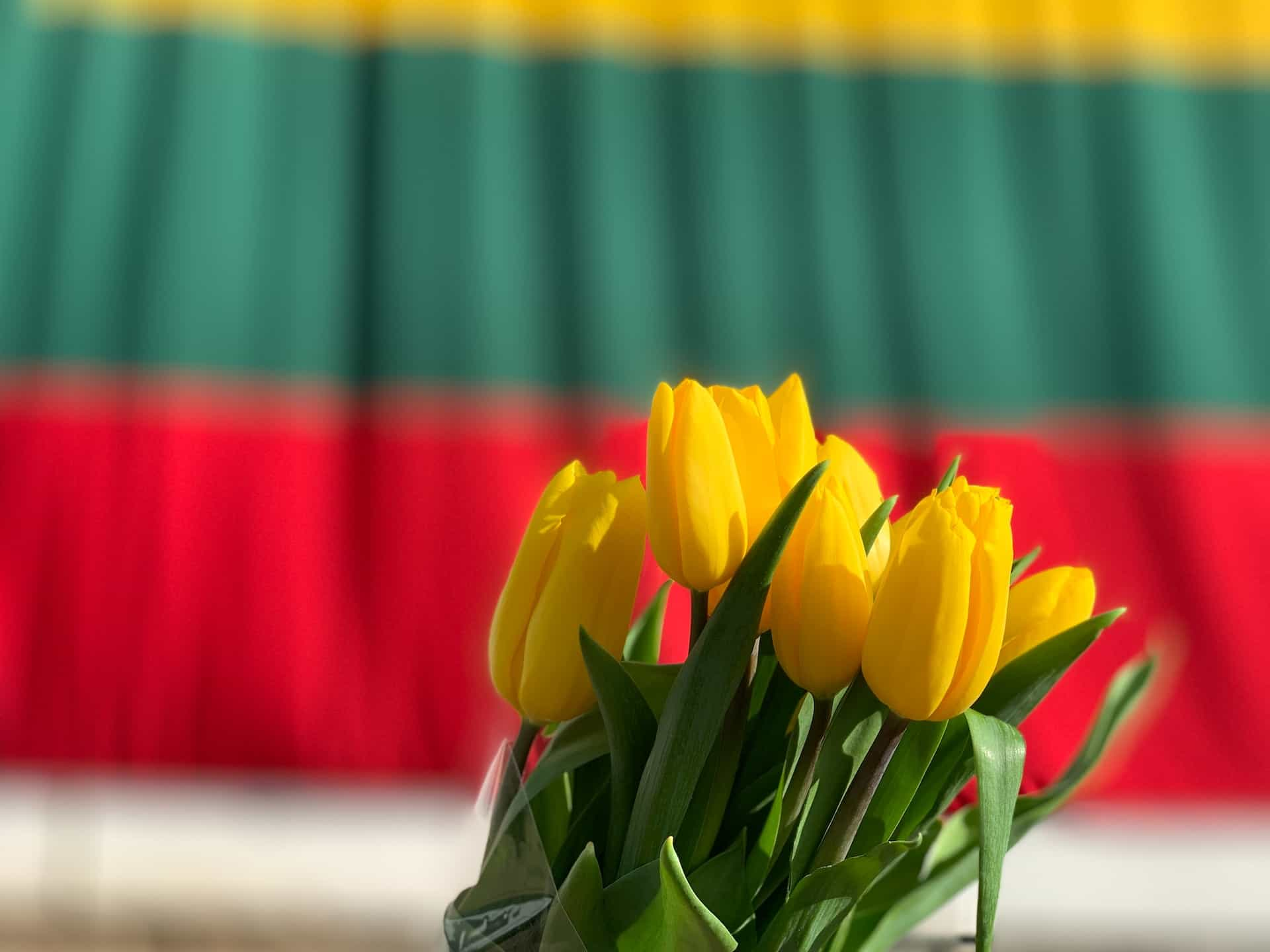 Yellow tulips against the Lithuanian flag in the background.